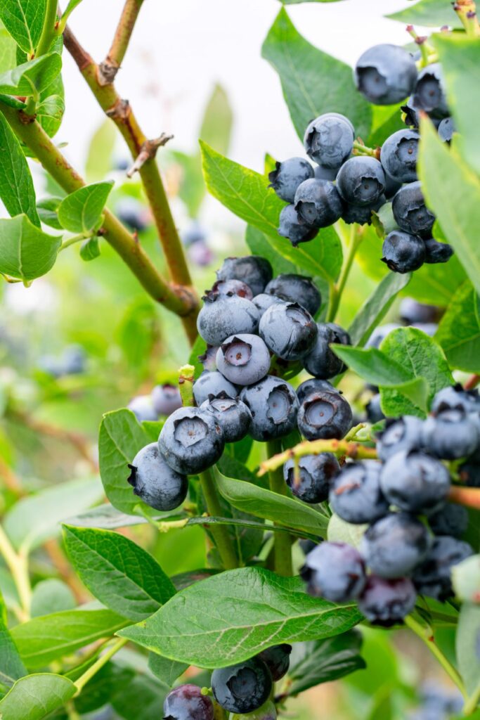 Fresh blueberries on a bush.